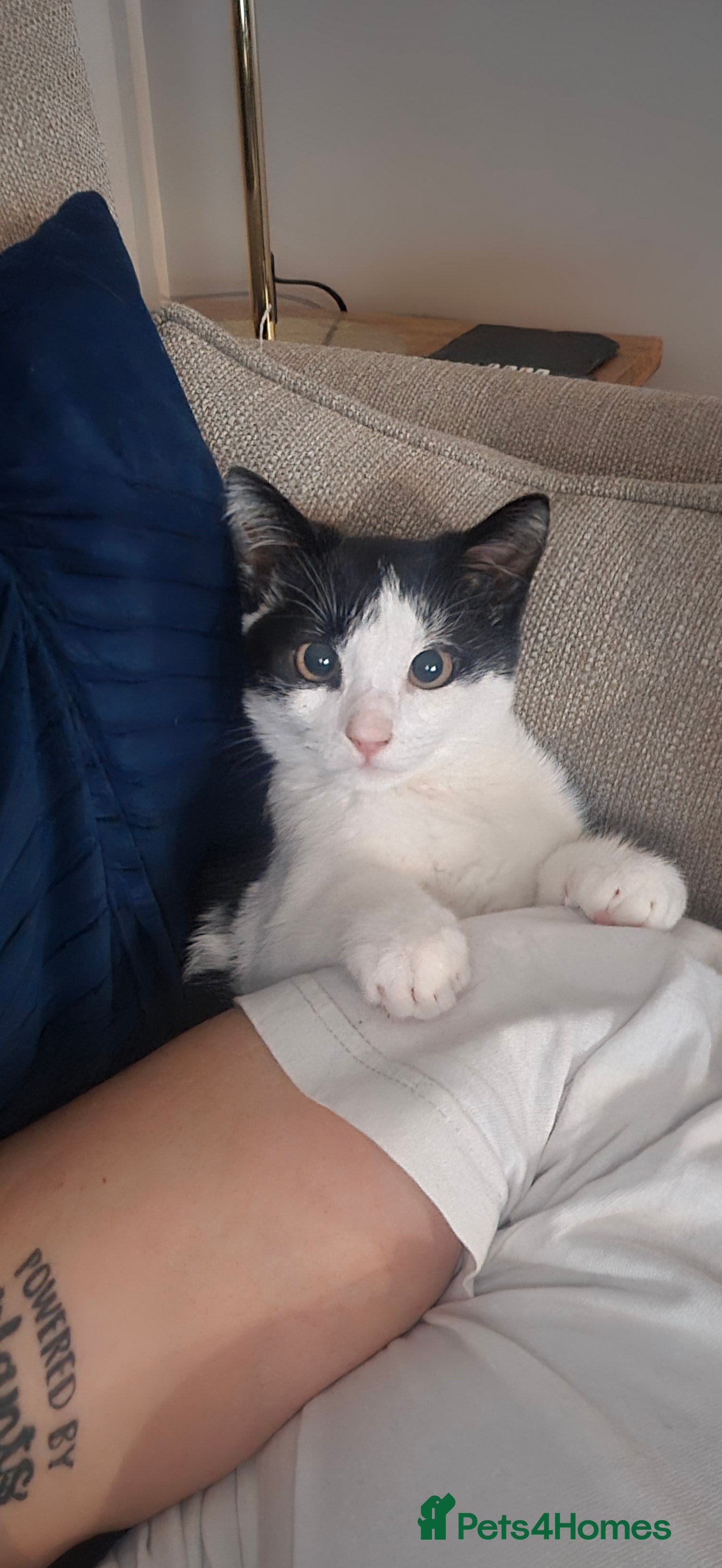 Mixed Breed cats 6 month old female kitten - Advert 2