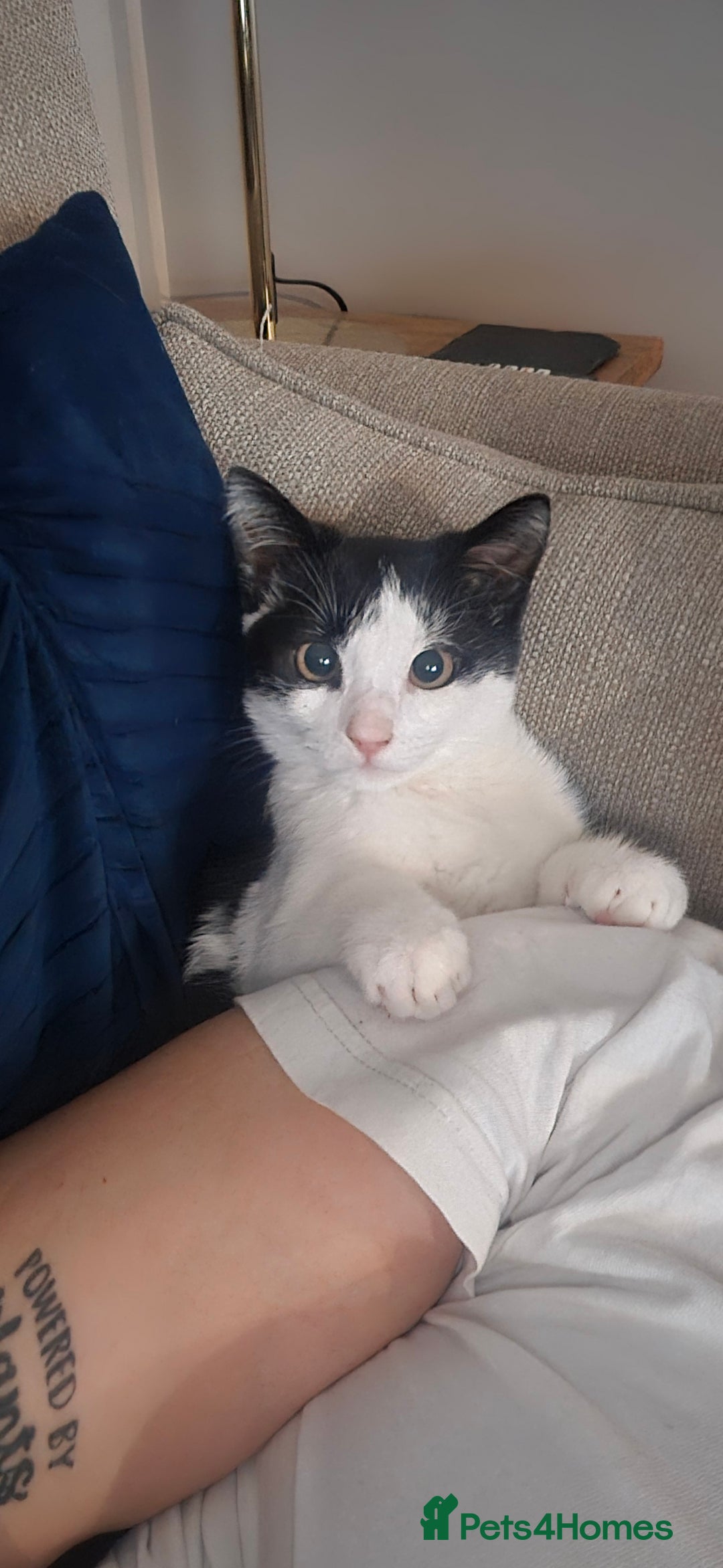 Mixed Breed cats for sale: 6 month old female kitten - Advert 1