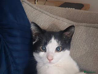 Mixed Breed cats 6 month old female kitten - Advert 2