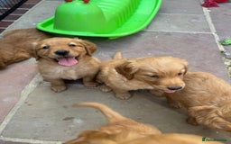 Golden Retriever dogs for sale: KC health tested Working line- FTAW dam  - Image 5