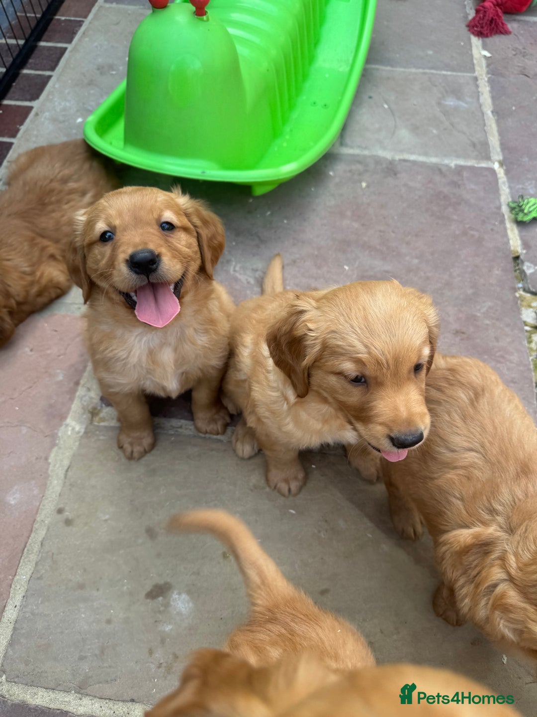 Golden Retriever dogs for sale: KC health tested Working line- FTAW dam  - Image 5