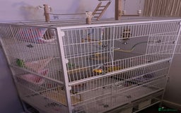 Lovebirds birds for sale: Blue Opaline female lovebird - Image 6