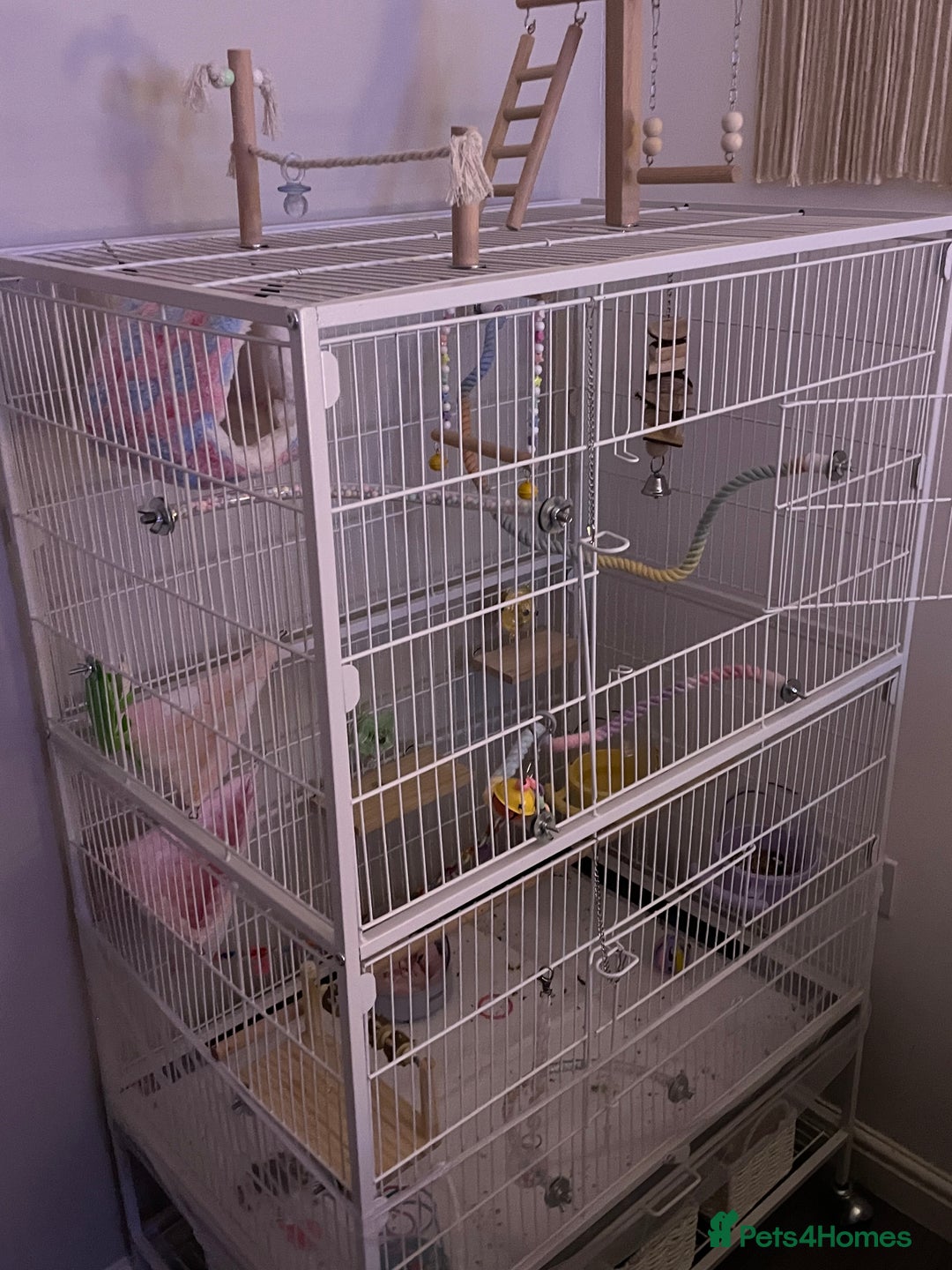 Lovebirds birds for sale: Blue Opaline female lovebird - Image 6