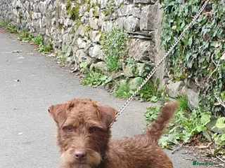 Patterdale Terrier dogs Patterdale puppies - Advert 4