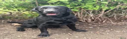 Labrador Retriever dogs for sale: 💙1 Boy Remaining💙 KC Reg Black Labradors 🐾 - Advert 16