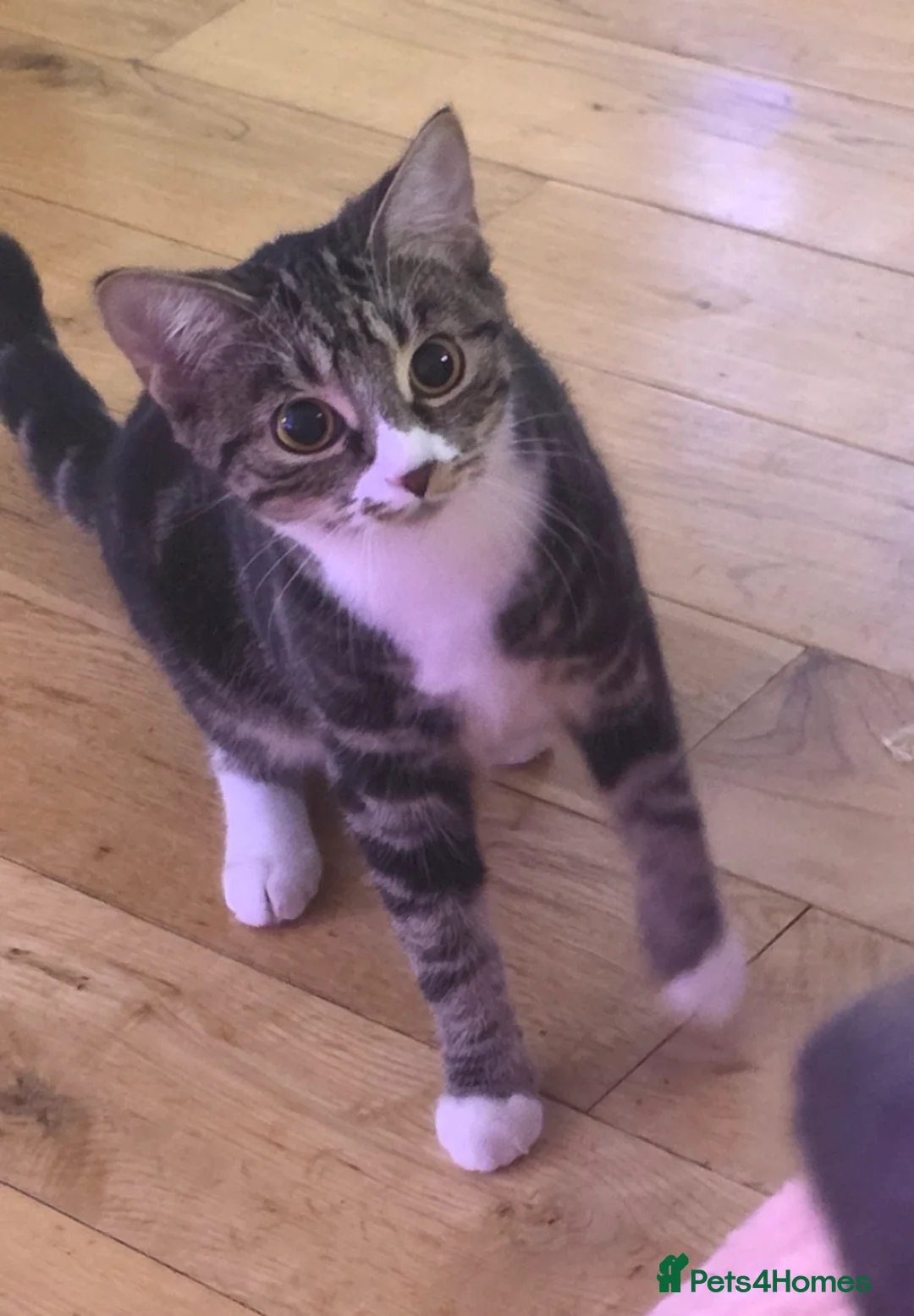 Mixed Breed cats for sale: 2x kittens must go together  - Advert 3