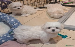 Maltese dogs for sale: Mini Maltese Puppys - Image 8