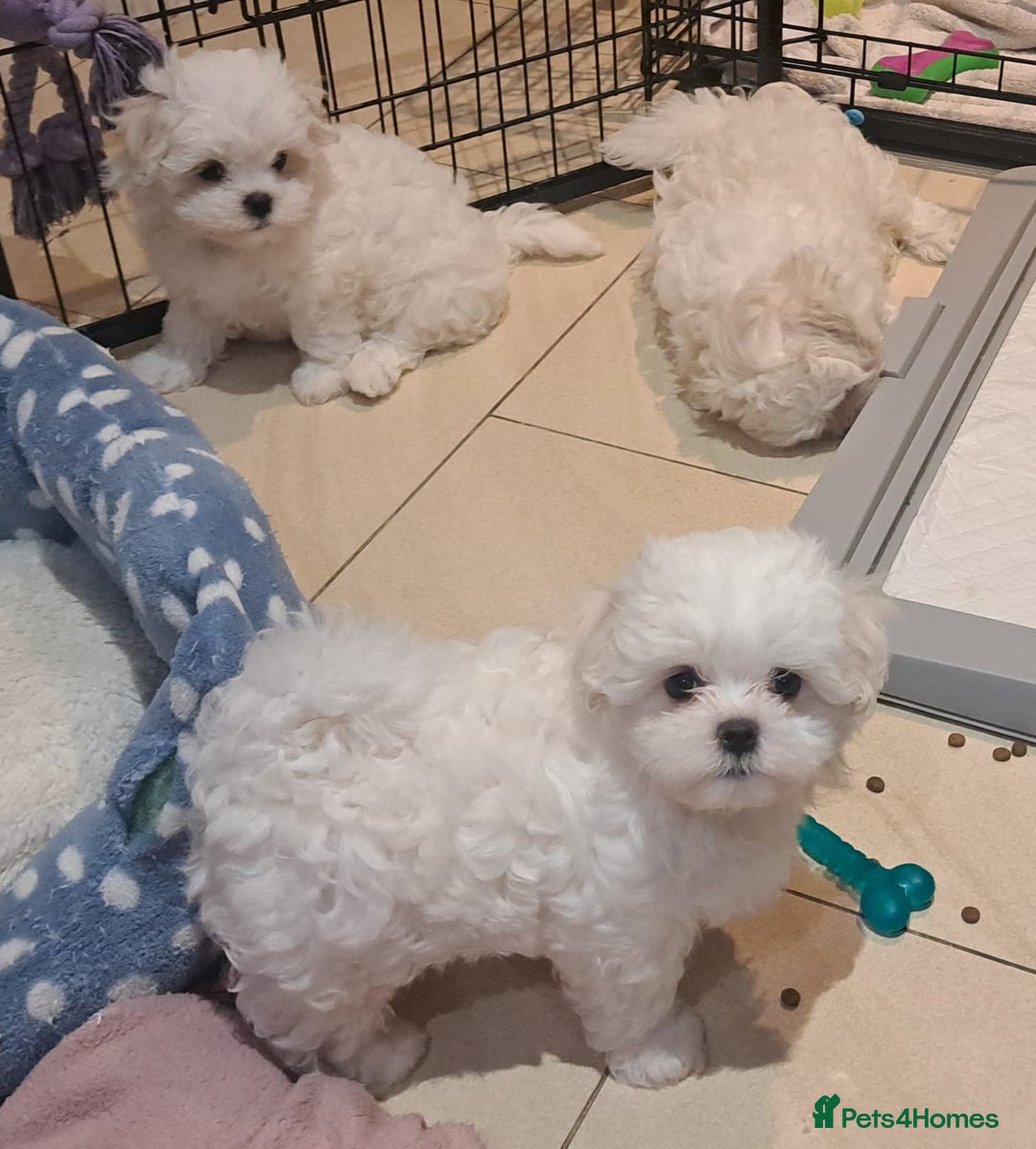 Maltese dogs for sale: Mini Maltese Puppys - Image 8