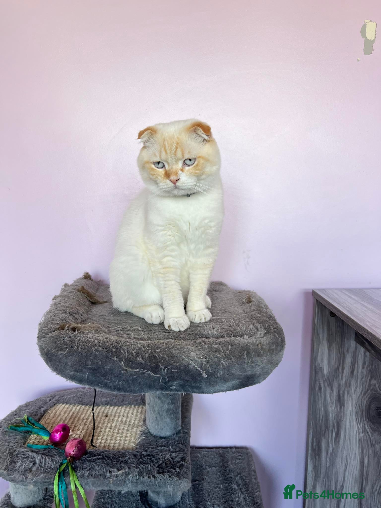 Scottish Fold cats Scottish fold adult cats  - Advert 2