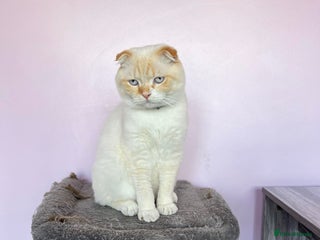 Scottish Fold cats Scottish fold adult cats - Advert 1
