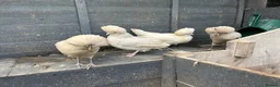 Chickens poultry for sale: Polish Pullets 16 weeks  - Advert 11