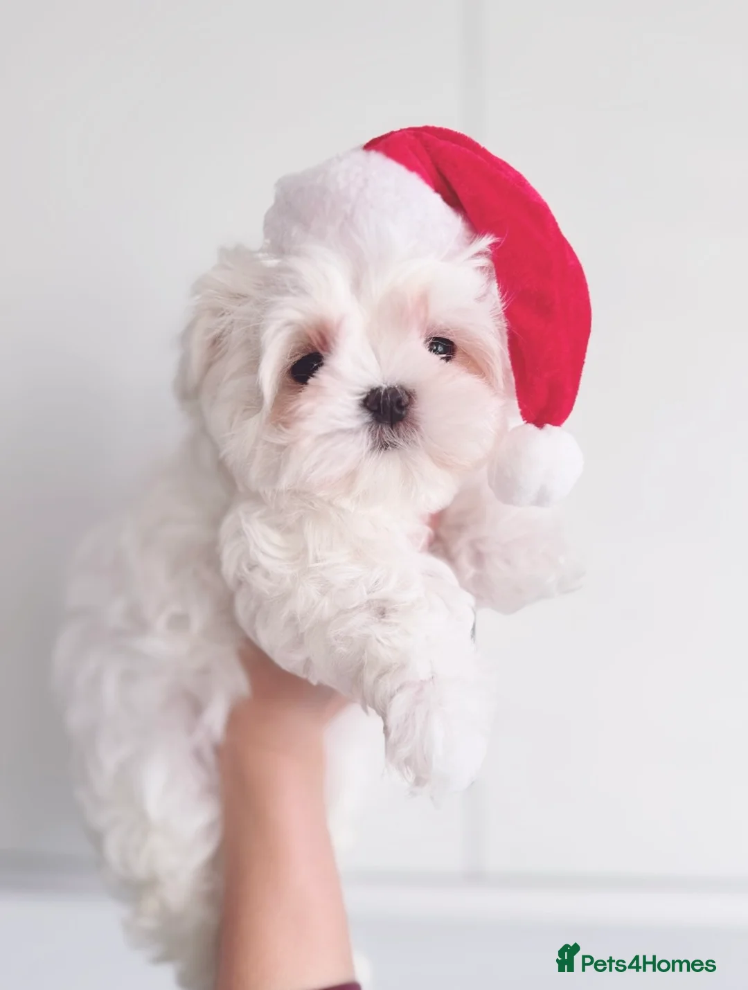 Maltese dogs for sale: ✨stunning full Korean maltese girl 🧬 tested✨ - Advert 10