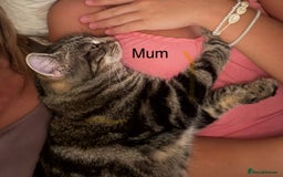 Bengal cats for sale: Bengal cross kittens one grey boy one brown girl - Image 30