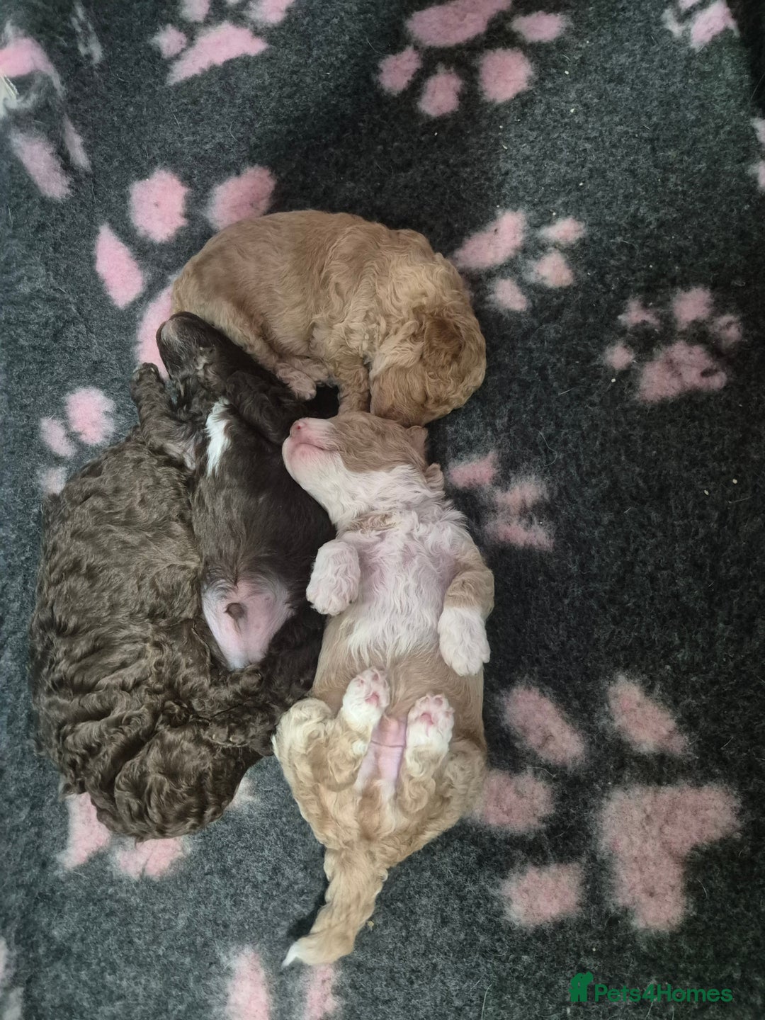 Labradoodle dogs for sale: Stunning F3 miniature labradoodles!  - Advert 24