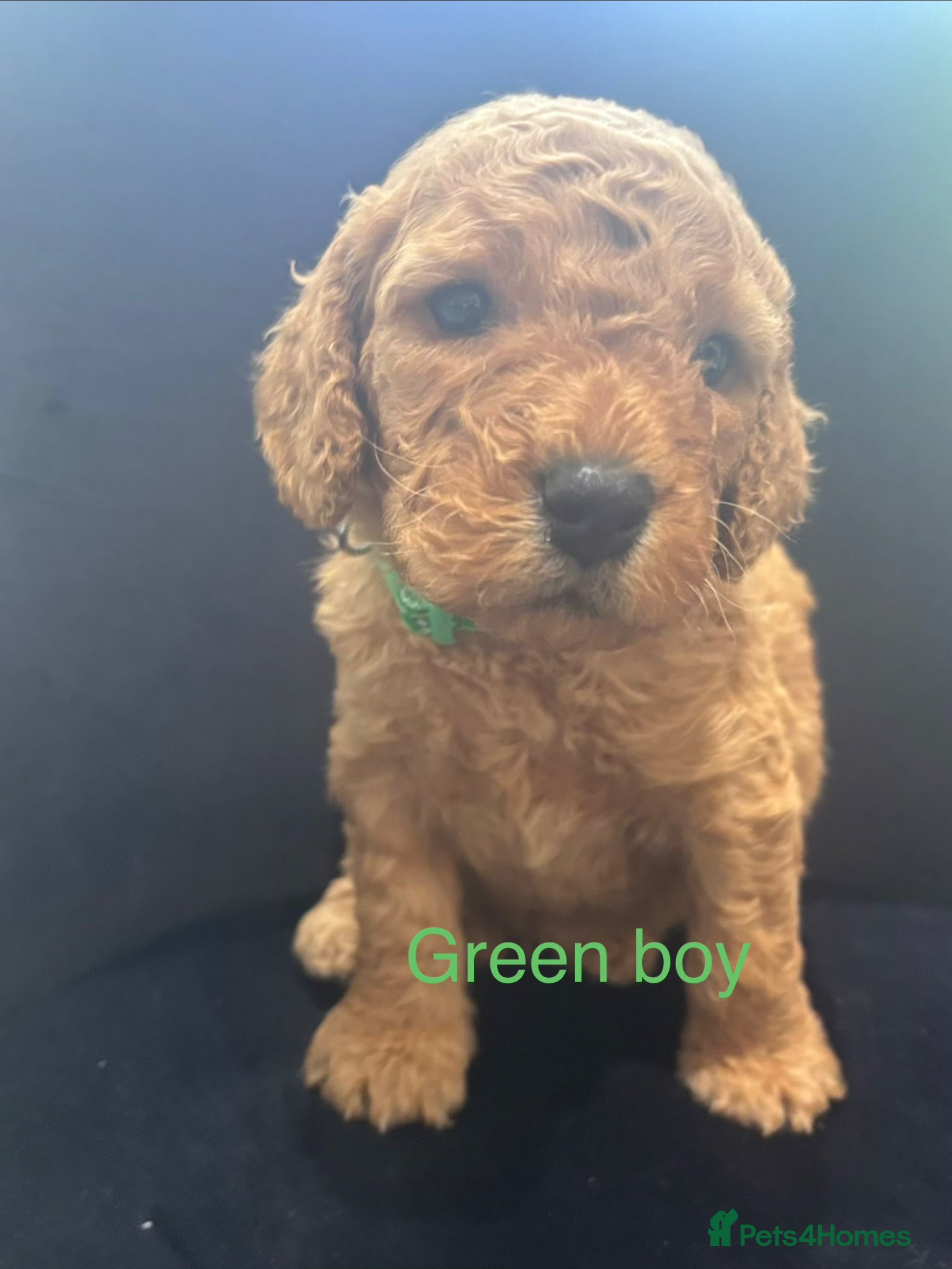 Cavapoo dogs for sale: Stunning Red Cavapoo Puppies - Advert 8