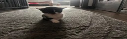 Mixed Breed cats for sale: Beautiful kittens ready to leave soon  - Advert 14