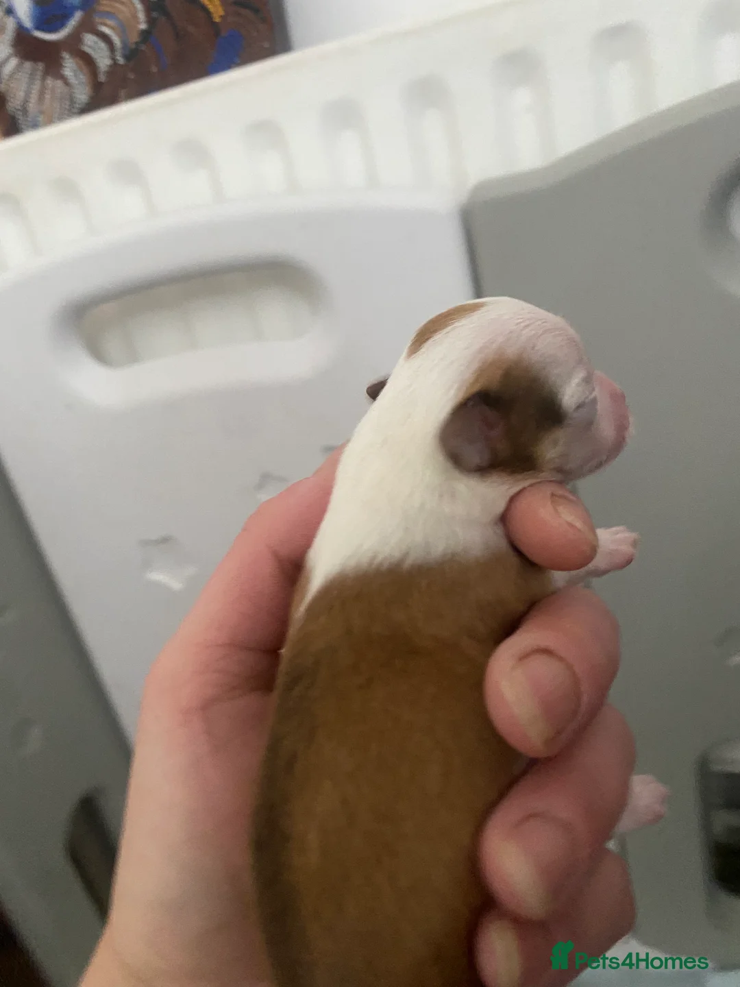 Jack Chi dogs for sale: 3/4 Chihuahua 1/4 Jack Russell puppies  - Advert 17