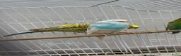 Budgerigars birds for sale: 3 budgies  in Bradford - Advert 1