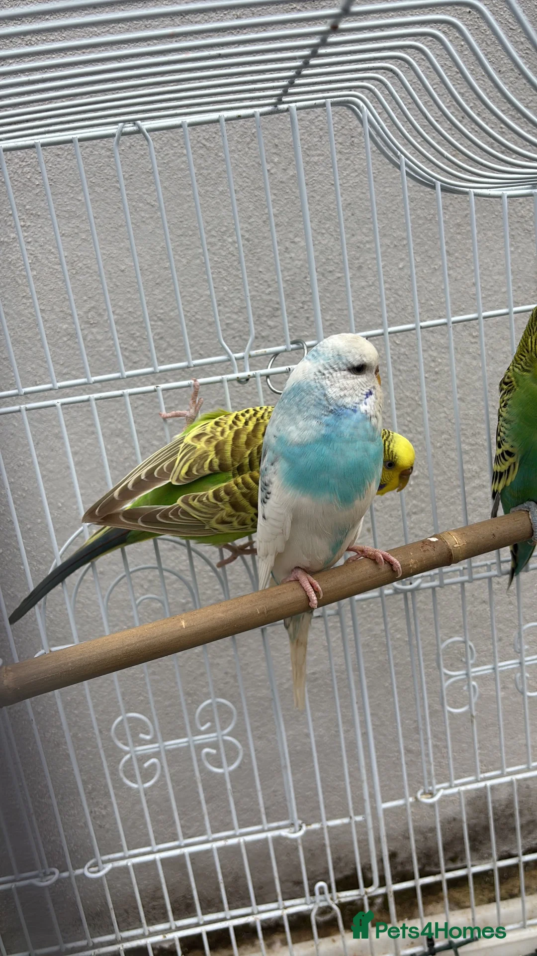 Budgerigars birds for sale: 3 budgies  in Bradford - Advert 1
