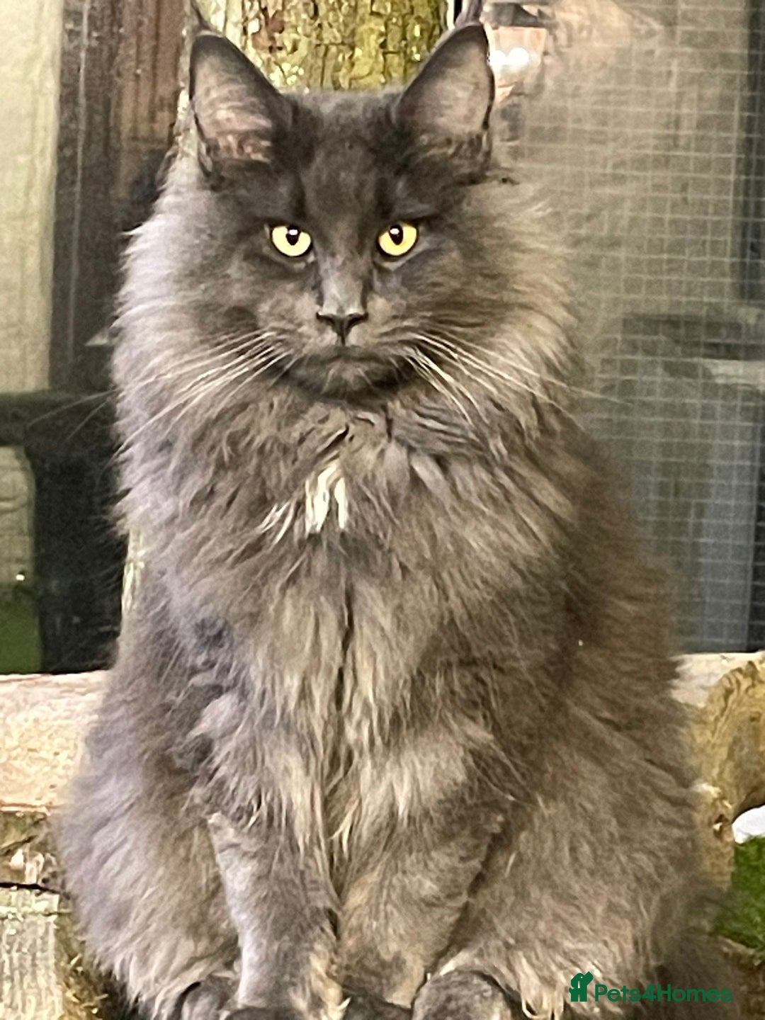 Maine Coon cats for stud: Stunning solid blue maine coon studs - Advert 1