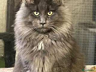 Maine Coon cats Stunning solid blue maine coon studs - Advert 15