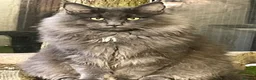 Maine Coon cats for stud: Stunning solid blue maine coon studs - Advert 1
