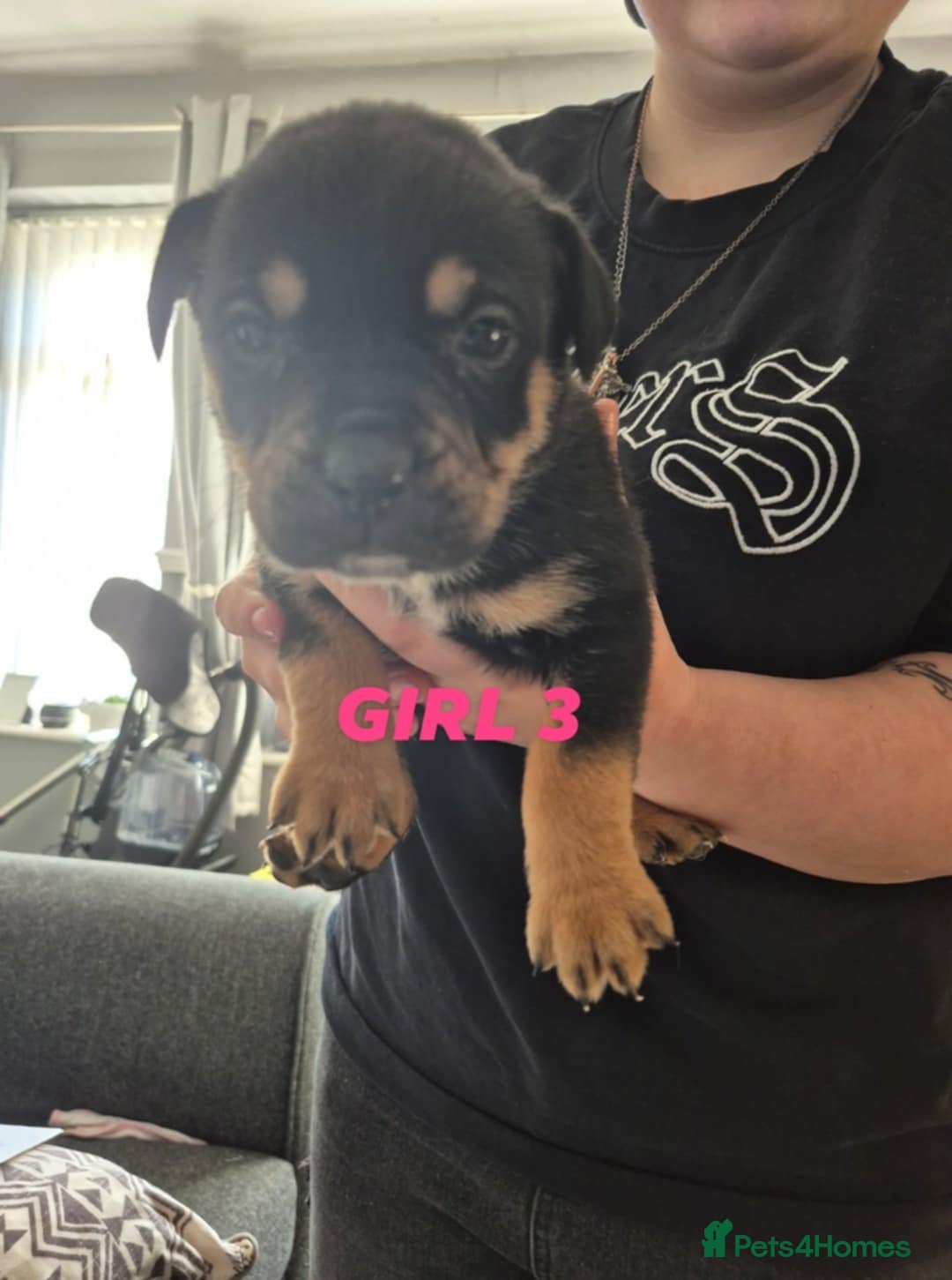 Mixed Breed dogs for sale: Husky X staffy crossed Rottweiler  - Advert 7