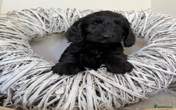 Australian Labradoodle dogs for sale: Australian labradoodle** READY TO GO** - Image 17