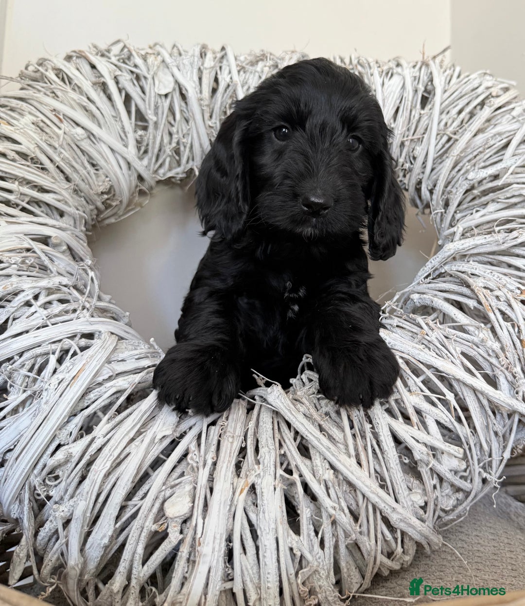 Australian Labradoodle dogs for sale: Australian labradoodle** READY TO GO** - Image 17