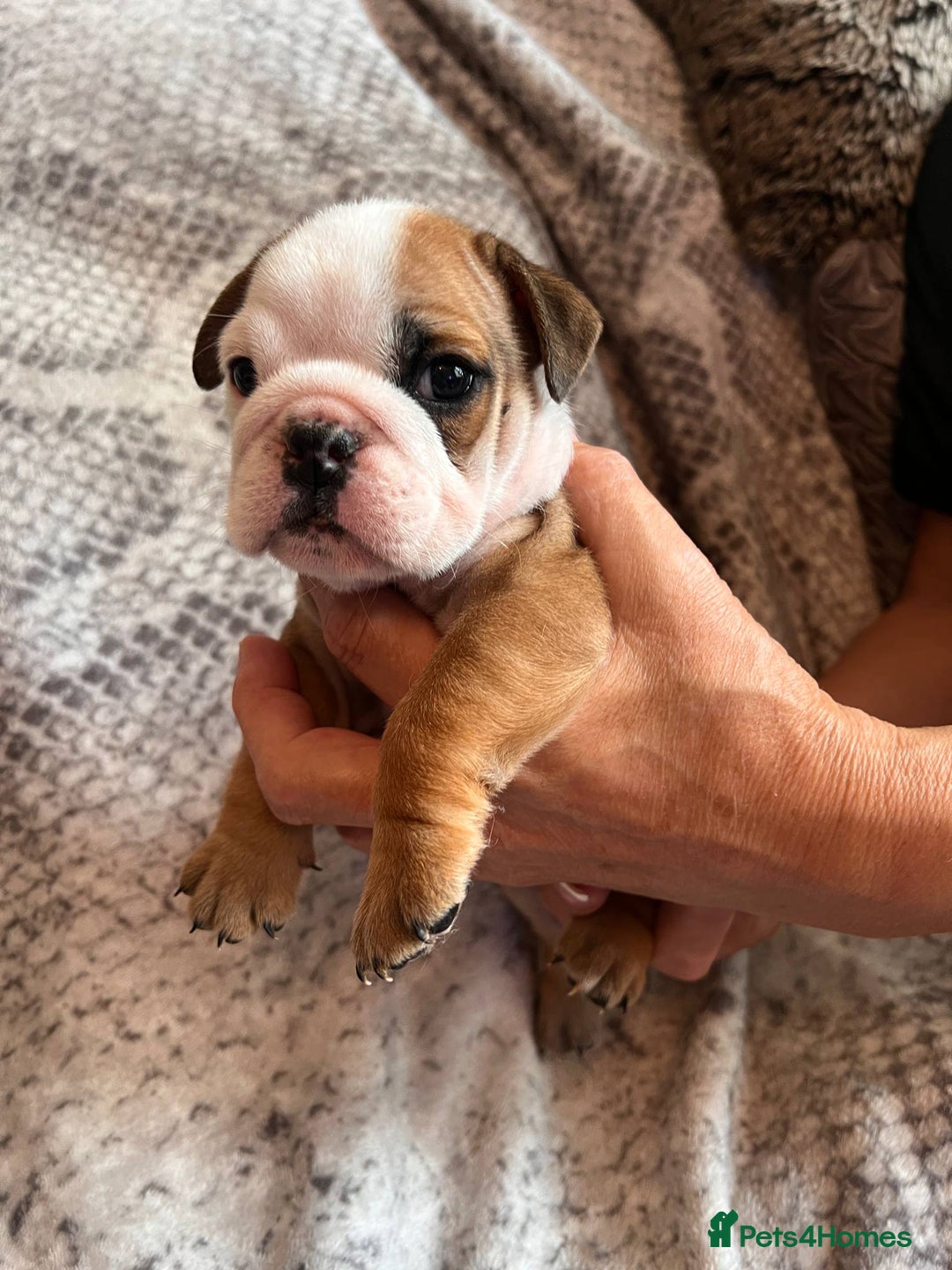 English Bulldog dogs for sale: 🔥 Traditional English bulldog puppies  🔥 - Image 6