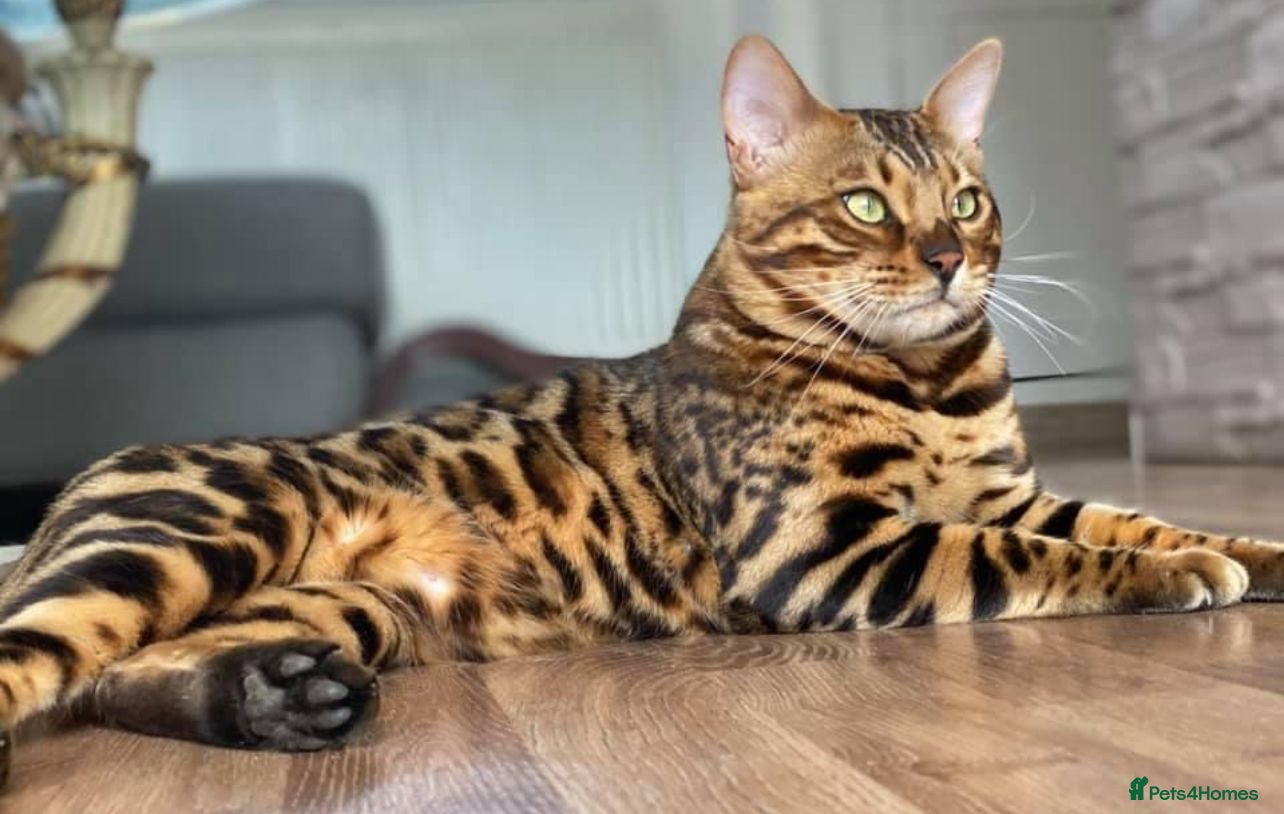 Bengal cats Seeking His Forever Home xx - Advert 5
