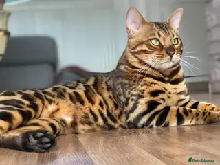 Bengal cats Seeking His Forever Home xx - Advert 5
