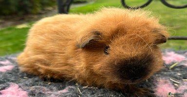 Guinea Pig rodents - Advert 8