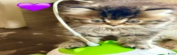 British Longhair cats for sale: Beautiful Longhaired Kittens  - Advert 11