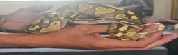 Python Snake reptiles for sale: Young Royal Pythons in Sheffield - Advert 8