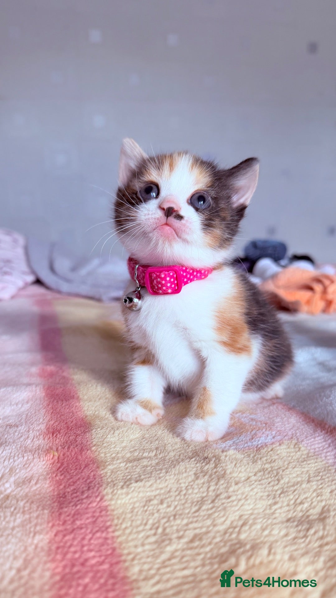 Mixed Breed cats 🩶Ragamuffin crossed Bengal kittens🩶 - Advert 3