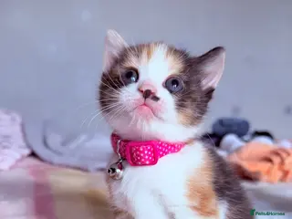 Mixed Breed cats 🩶Ragamuffin crossed Bengal kittens🩶 - Advert 3