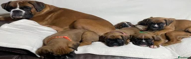 Boxer Puppy 3