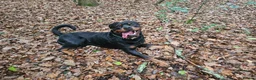 Rottweiler dogs for sale: Rottweiler puppies  - Advert 11