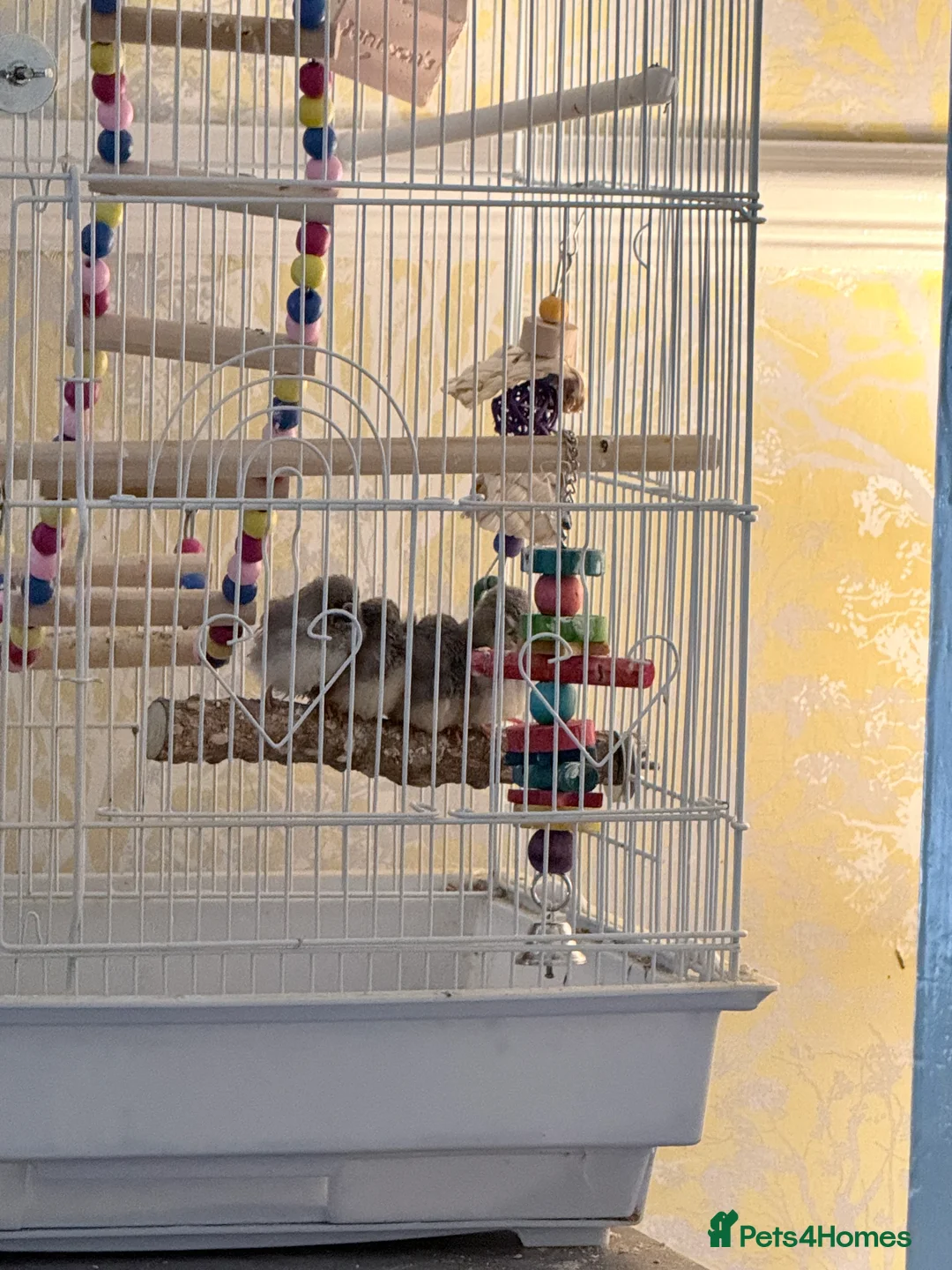 Finches birds for sale: Zebra finches  - Advert 2