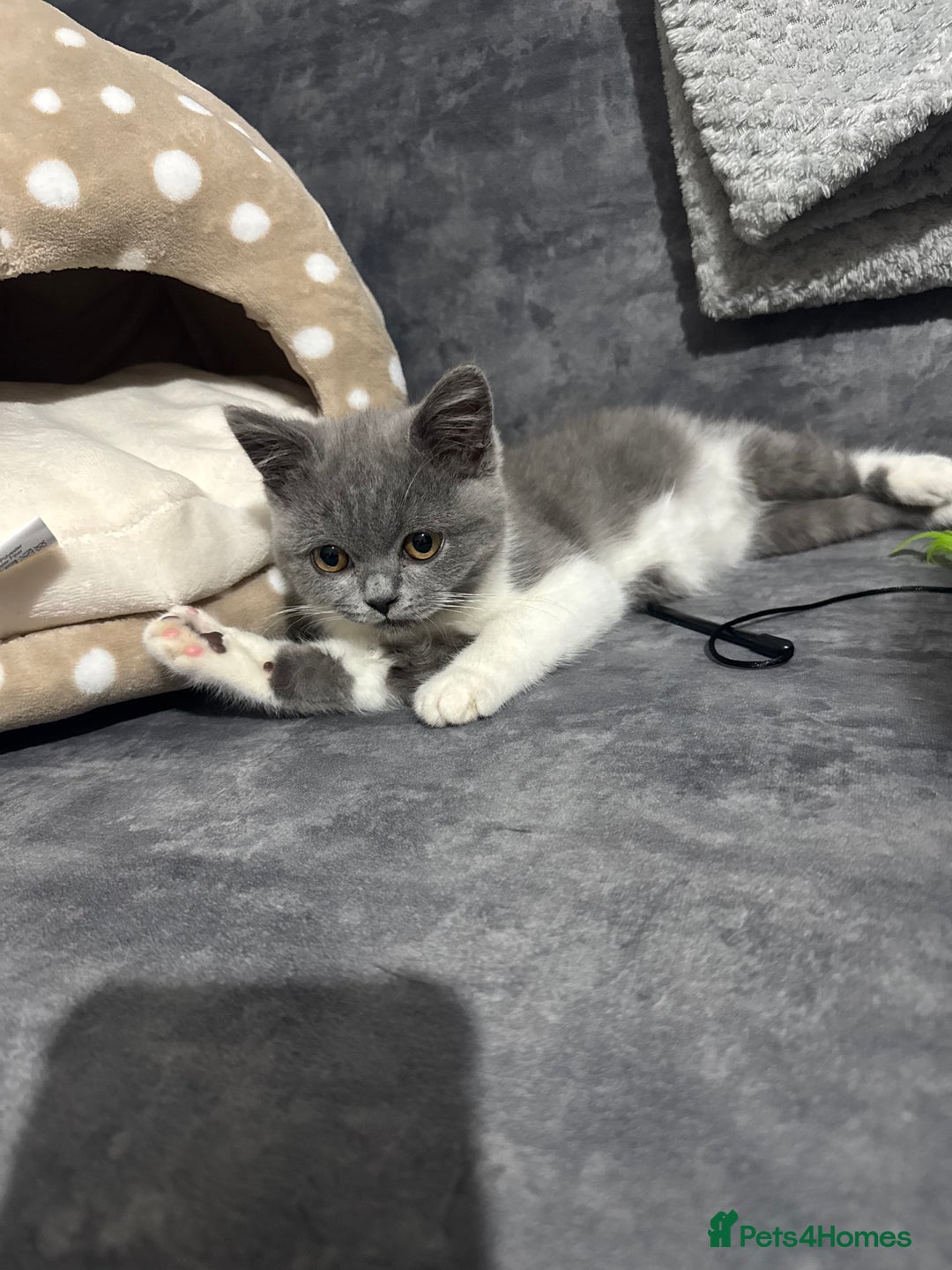 British Shorthair cats for sale: British Shorthair - Image 4