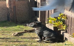 Staffordshire Bull Terrier dogs for stud: Staffy for stud - Image 11