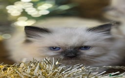Ragdoll cats for sale: GCCF Pure Ragdoll Seal/Blue Point Lynx Mitted - Advert 28