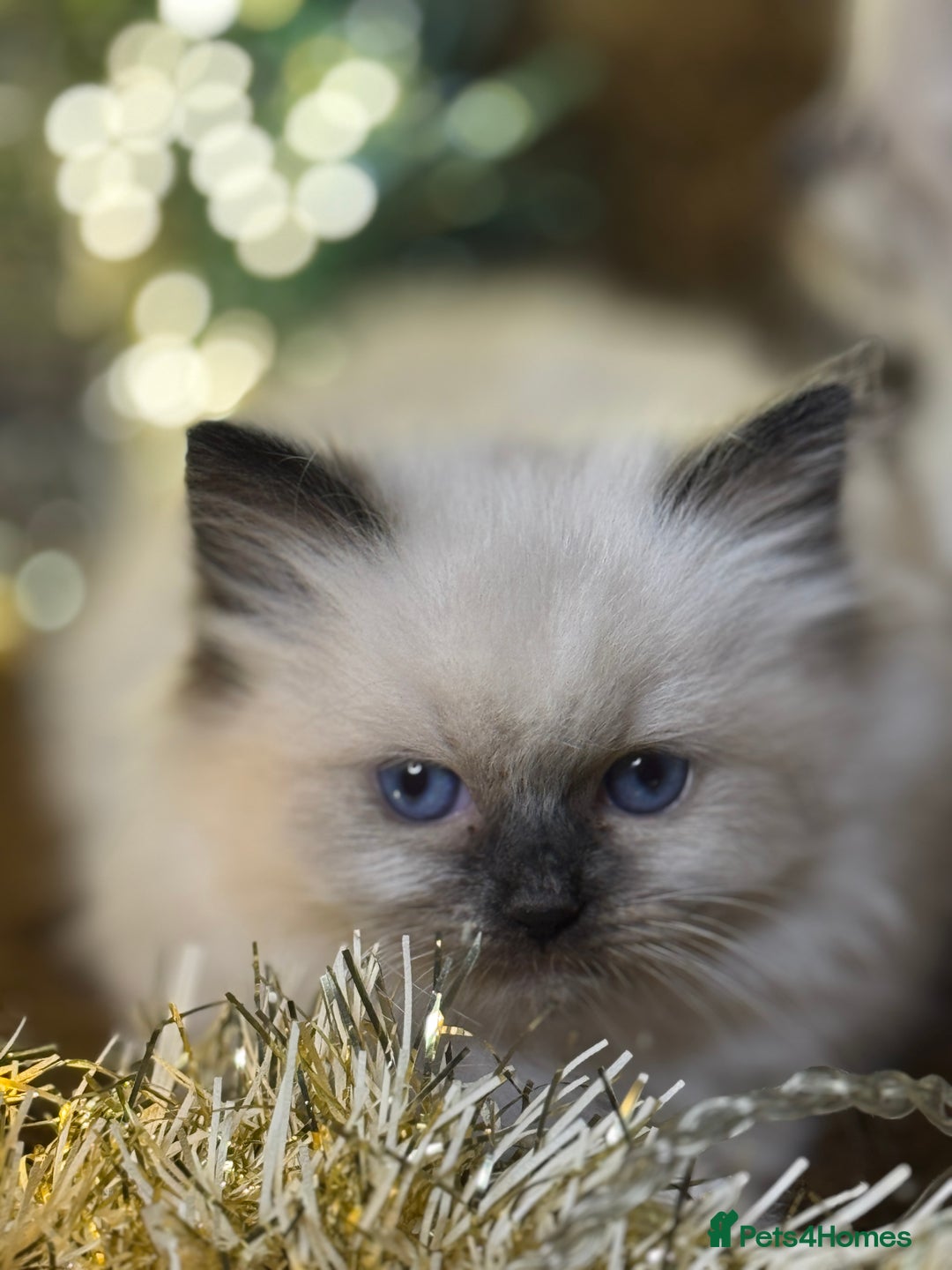 Ragdoll cats for sale: GCCF Pure Ragdoll Seal/Blue Point Lynx Mitted - Advert 28