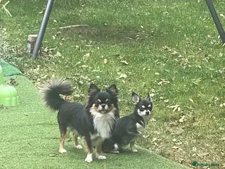 Chihuahua dogs Proven Chihuahua Pair–Male & Female - Advert 2