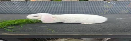 Mini Lop rabbits for sale: Mini plush lops - Advert 4
