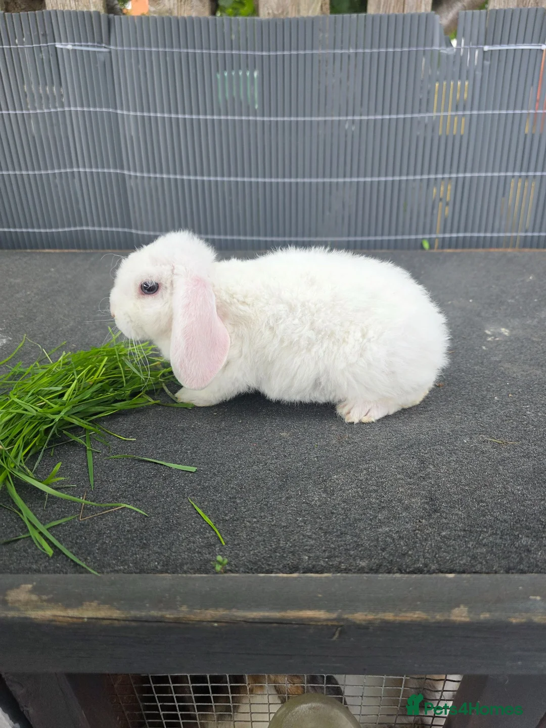 Mini Lop rabbits for sale: Mini plush lops - Advert 4