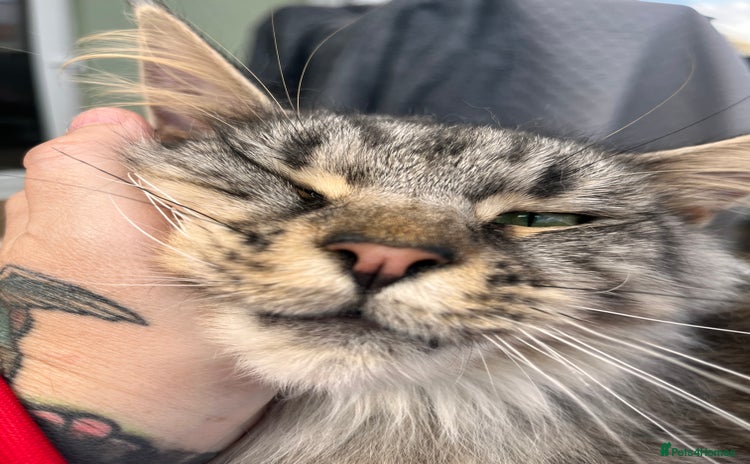 Maine Coon cats - Advert 1