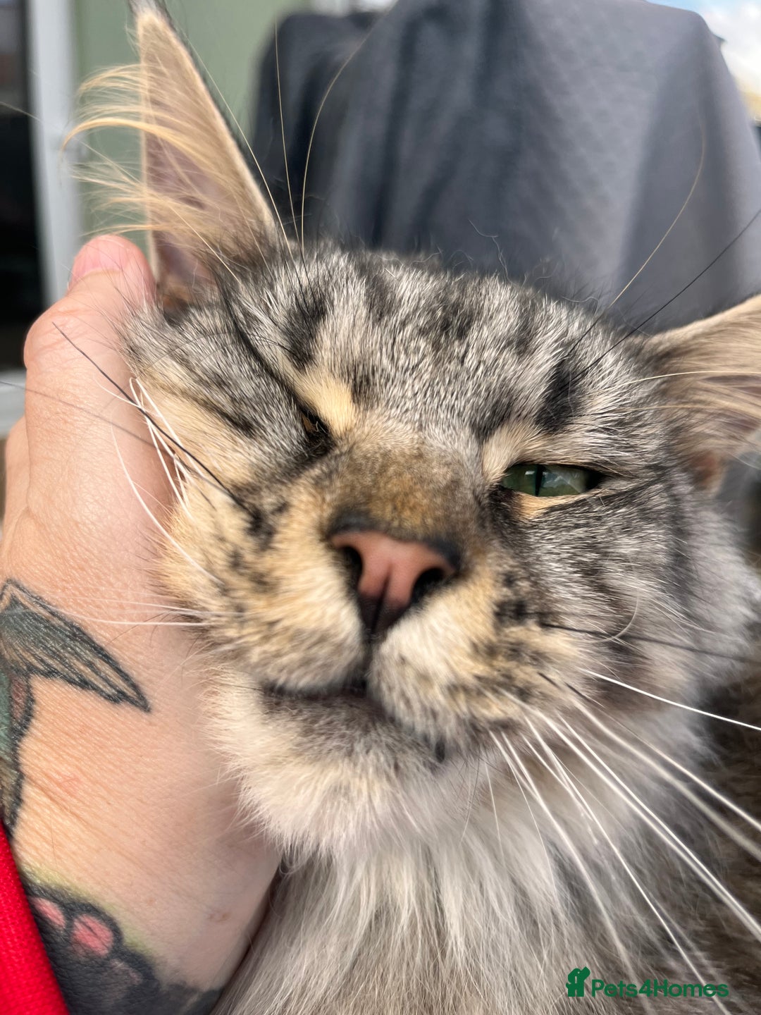 Maine Coon cats for sale: Male MaineCoon - Image 1