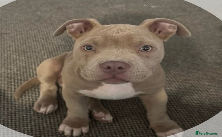 American Bull Staffy dogs - Advert 1